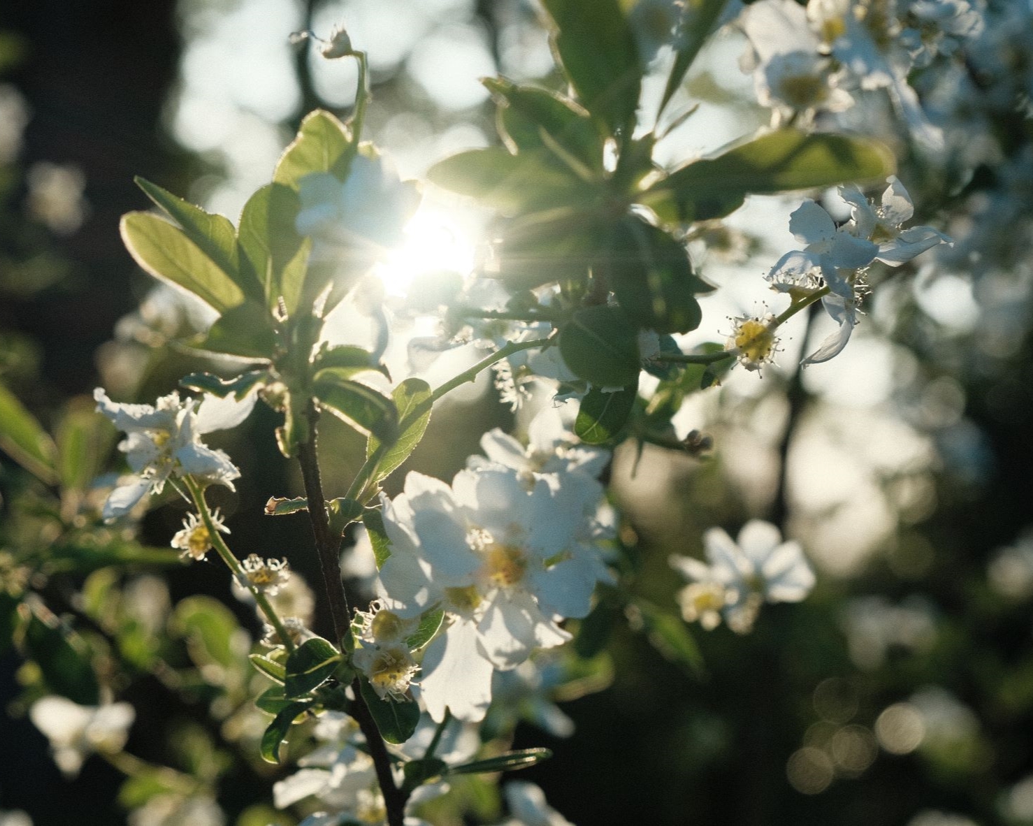 Agfachrome Cool for Agfa Style Tones