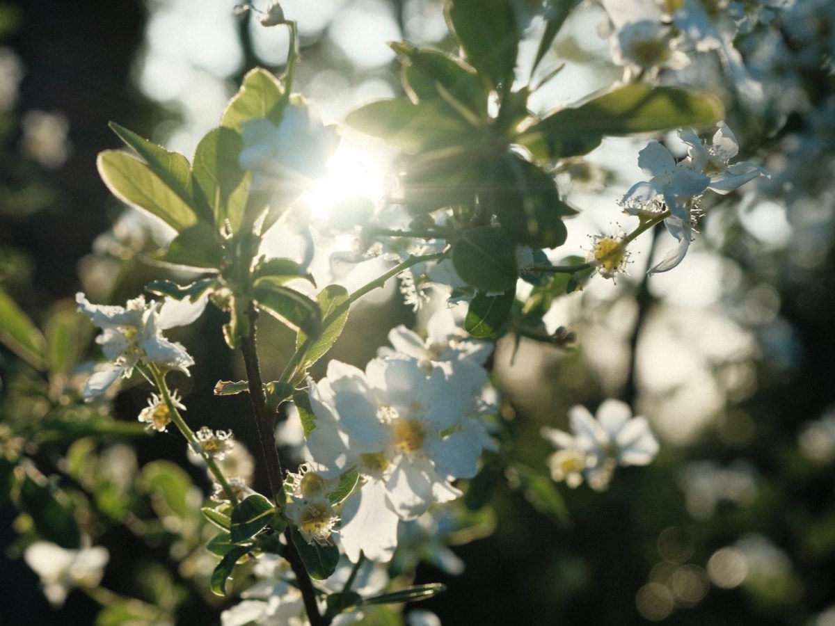 Agfachrome Cool for Agfa Style&nbsp;Tones