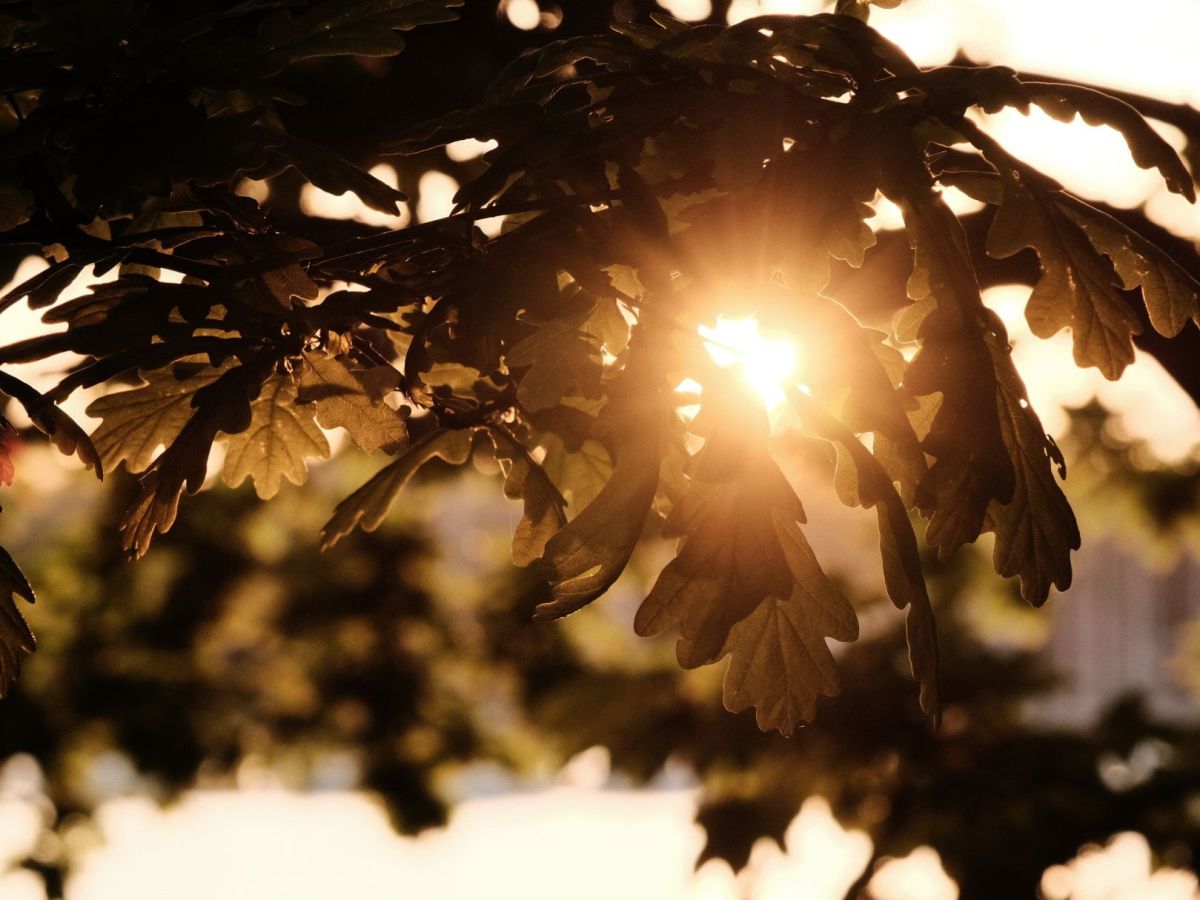 Coffee Chrome for Creamy Cafe&nbsp;Tones