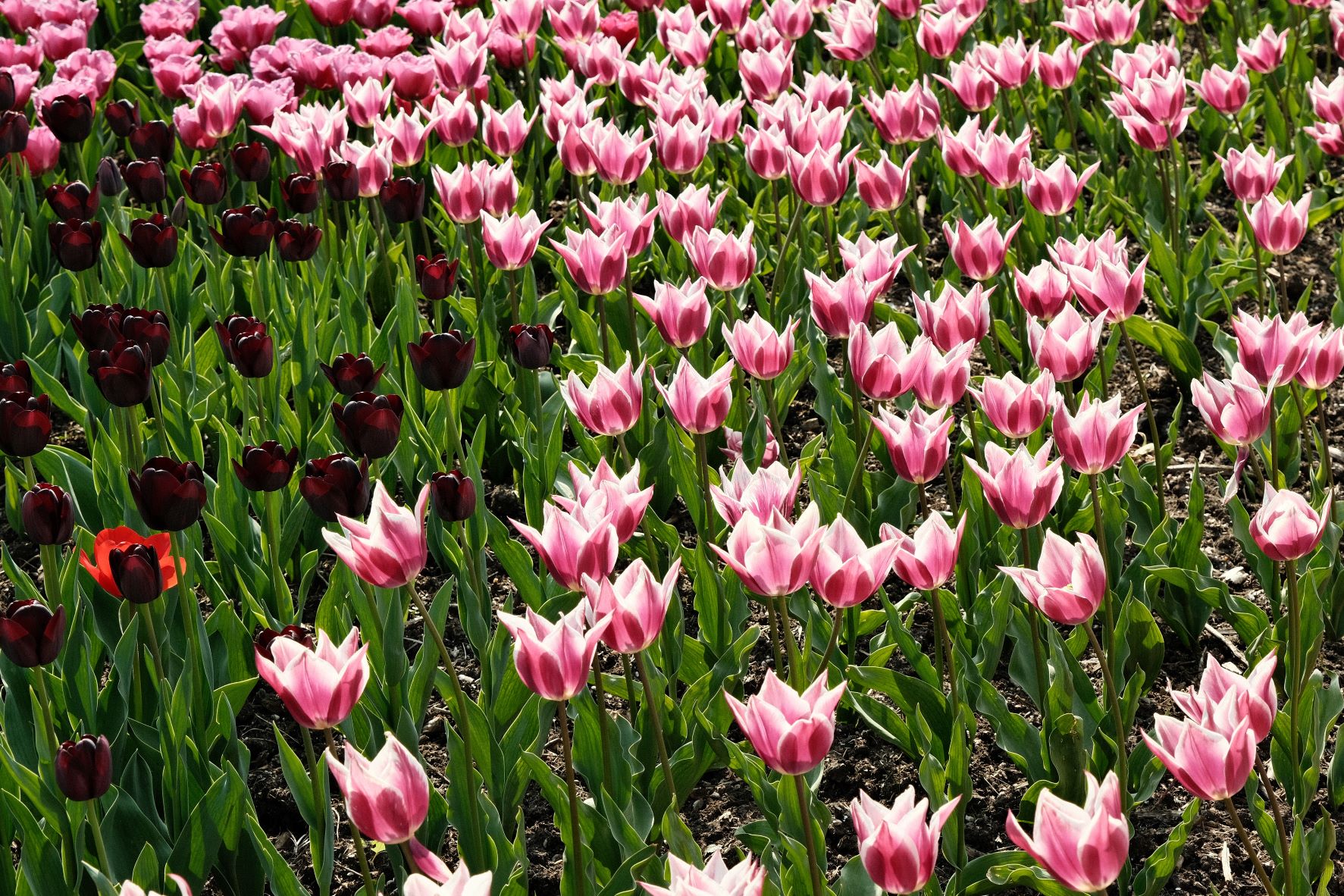 Kodachrome film recipe sample photo
