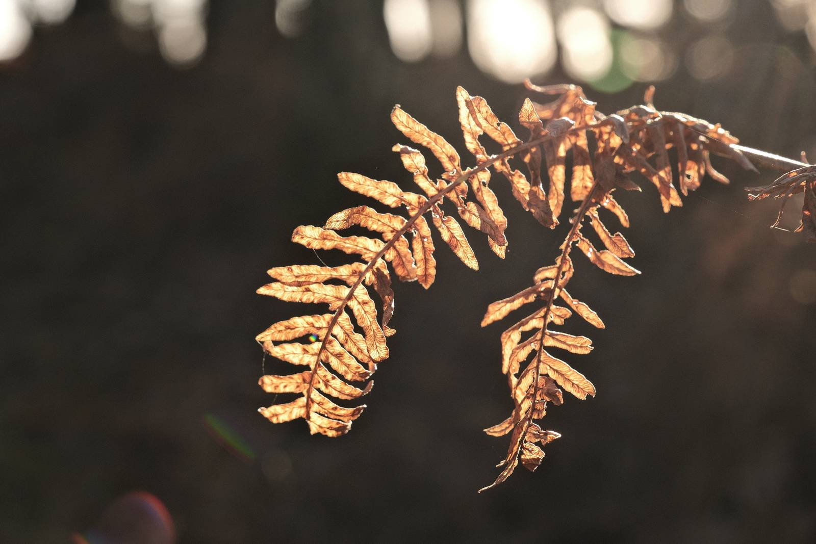 Nostalgic Standard film recipe sample photo