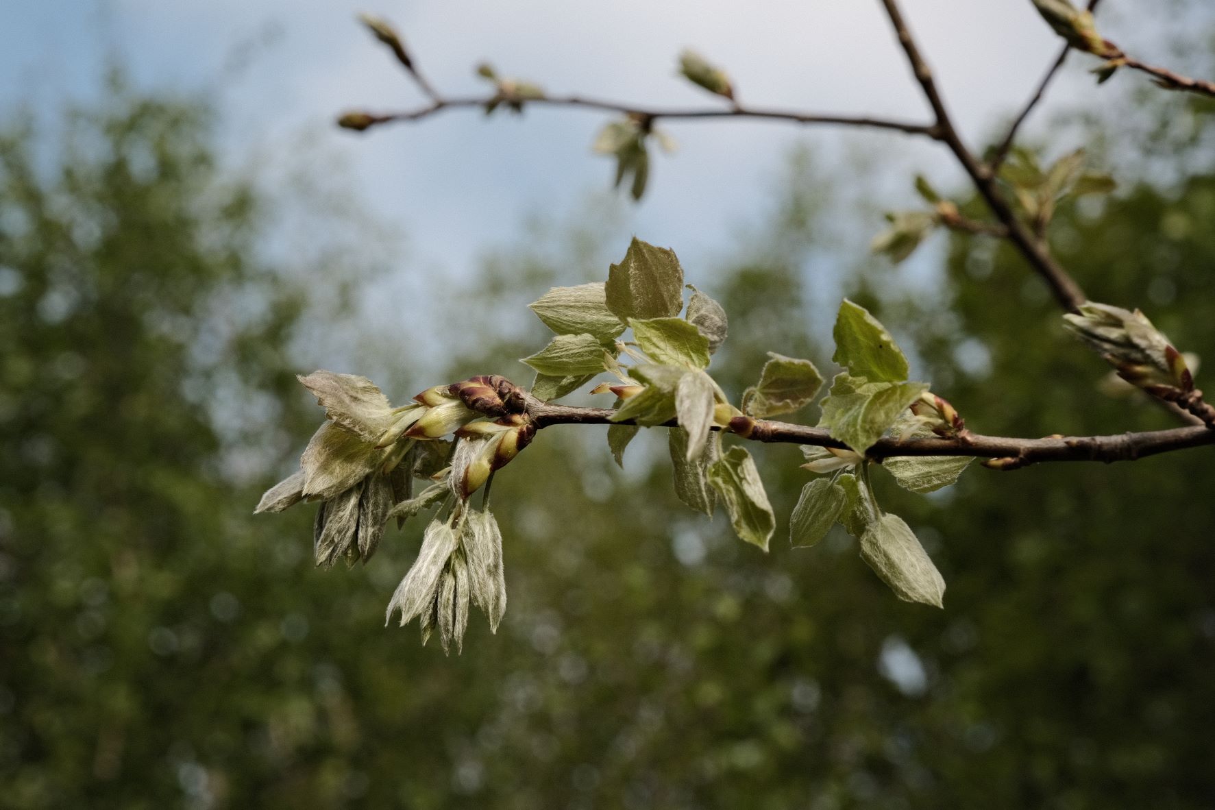 Nostalgic Standard film recipe sample photo