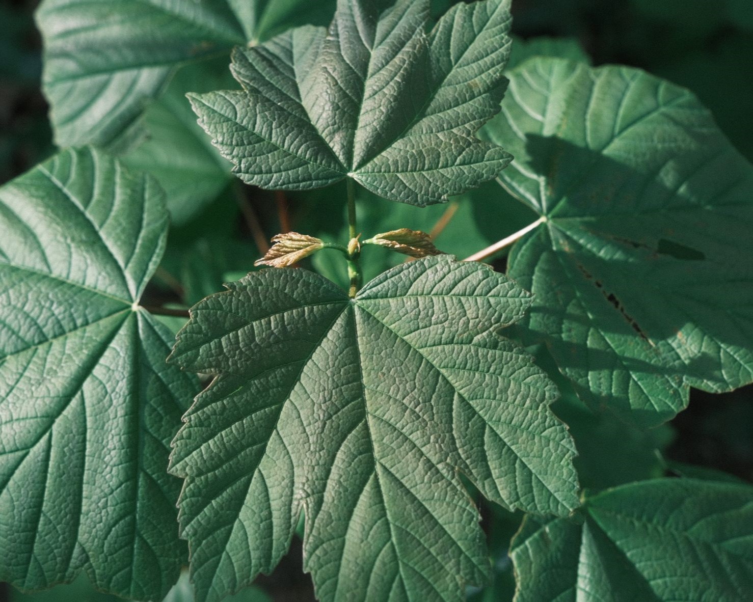 Fujicolor Superia for Classic Fujifilm Greens