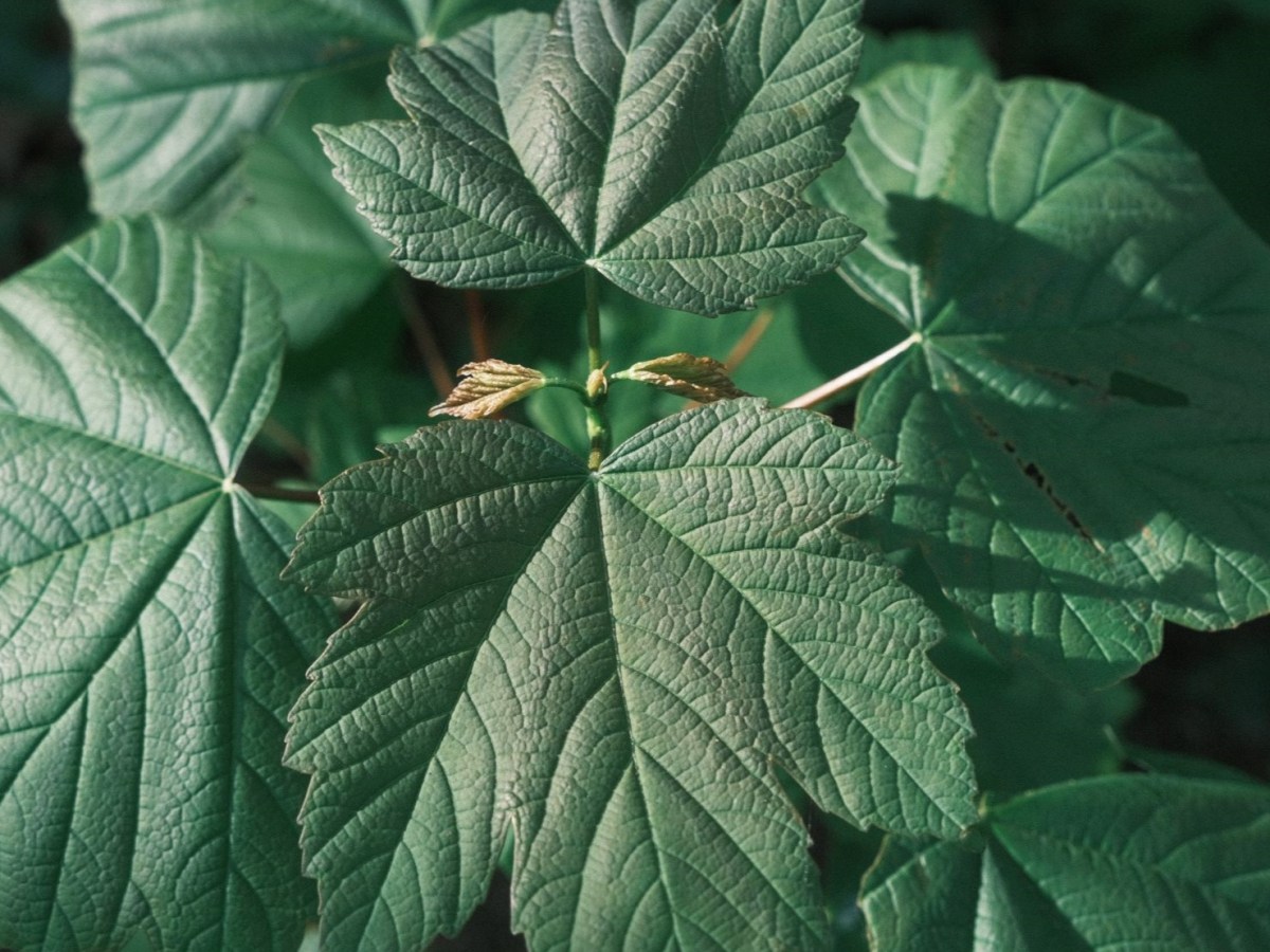 Fujicolor Superia for Classic Fujifilm&nbsp;Greens