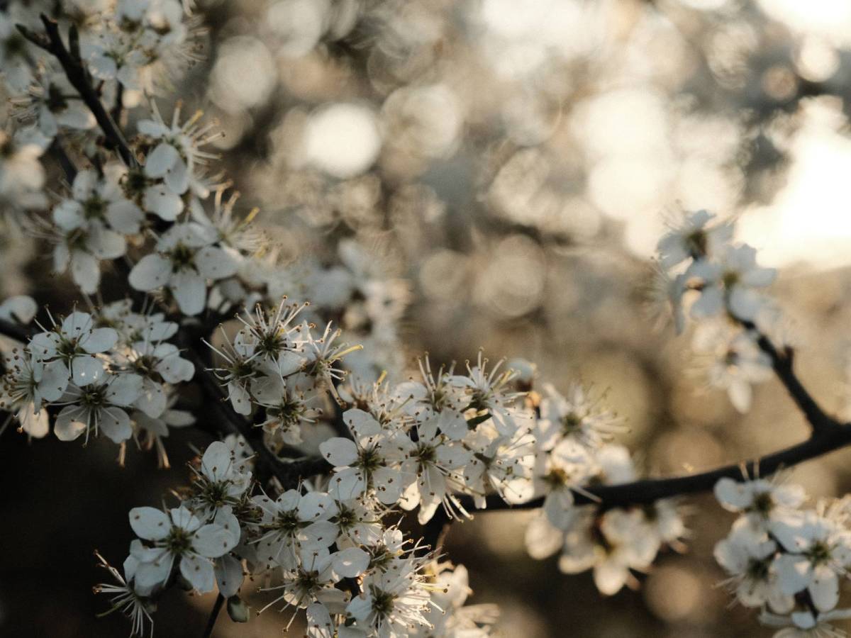 Kodak Gold, Classic Kodak Chrome&nbsp;Style