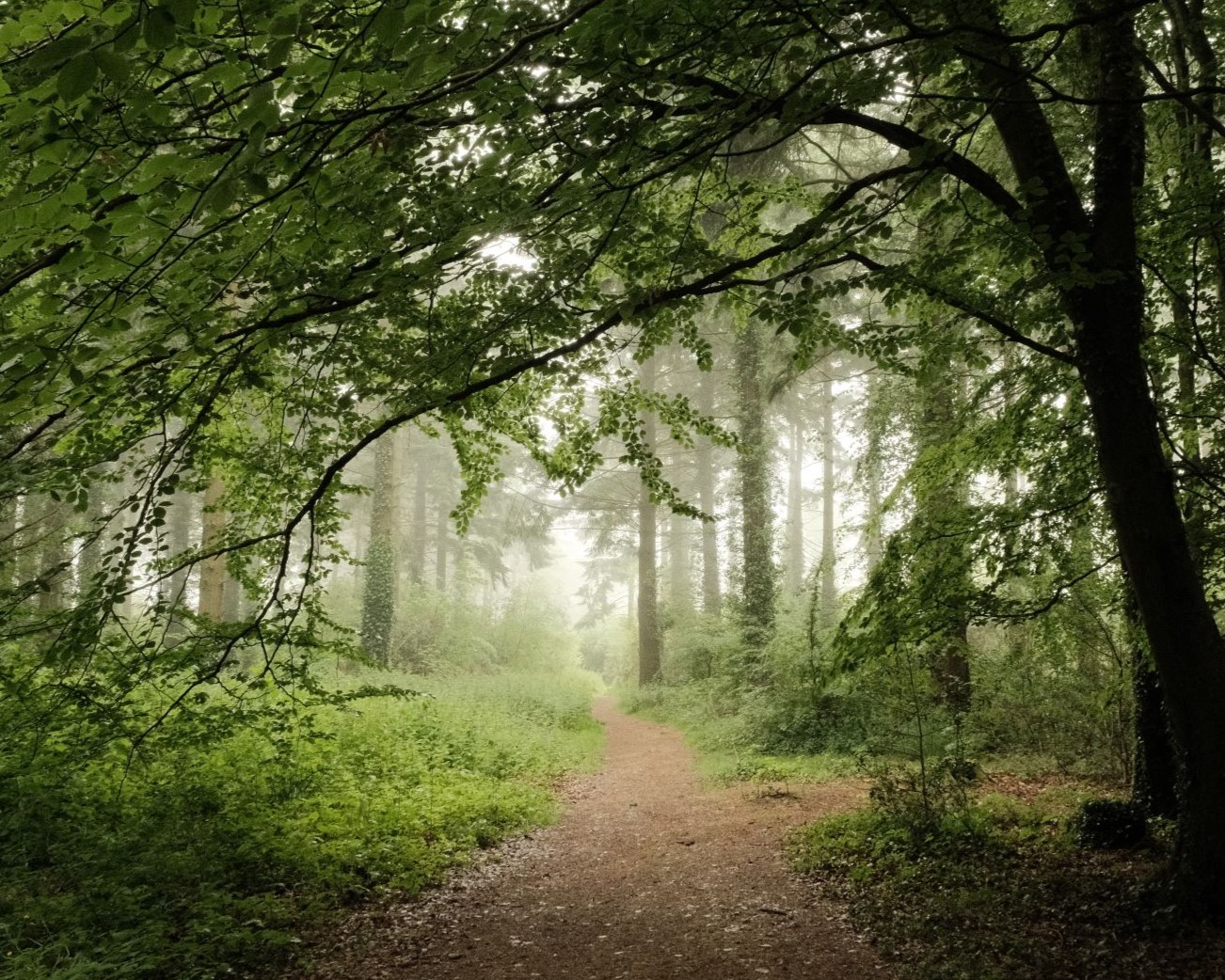 Mistychrome to enhance Mellow Mist & Fog