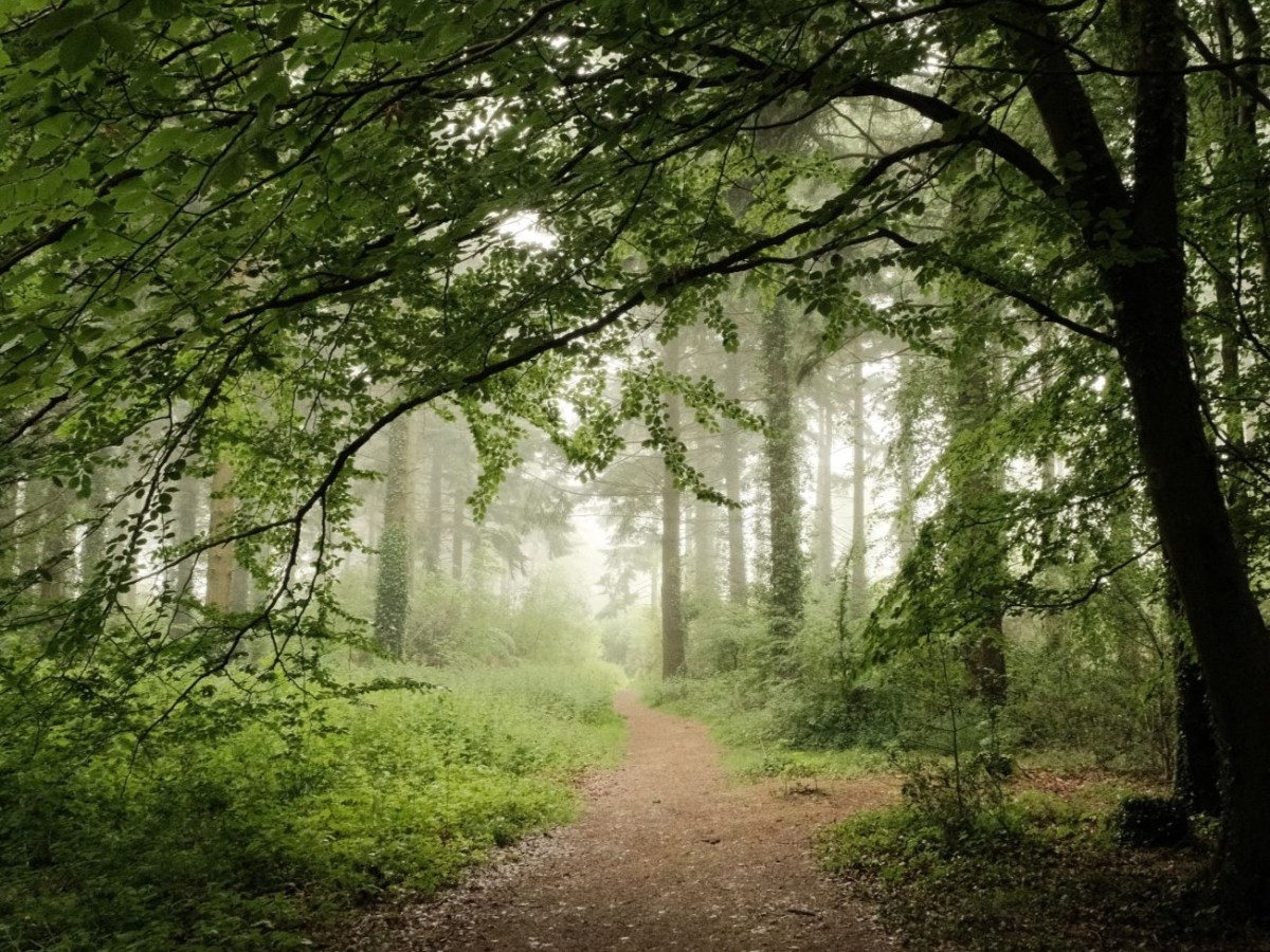 Mistychrome to enhance Mellow Mist &&nbsp;Fog