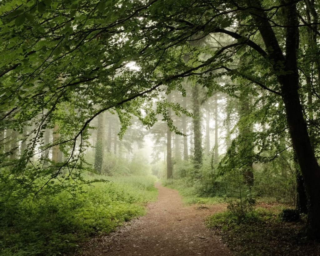 Mistychrome to enhance Mellow Mist &&nbsp;Fog