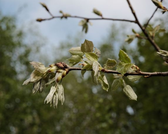 Nostalgic Standard for a Warm Retro Tone