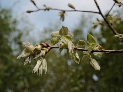 Nostalgic Standard for a Warm Retro&nbsp;Tone