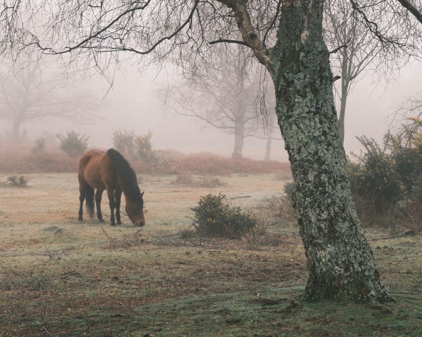 Soft Negative film recipe with Classic Negative