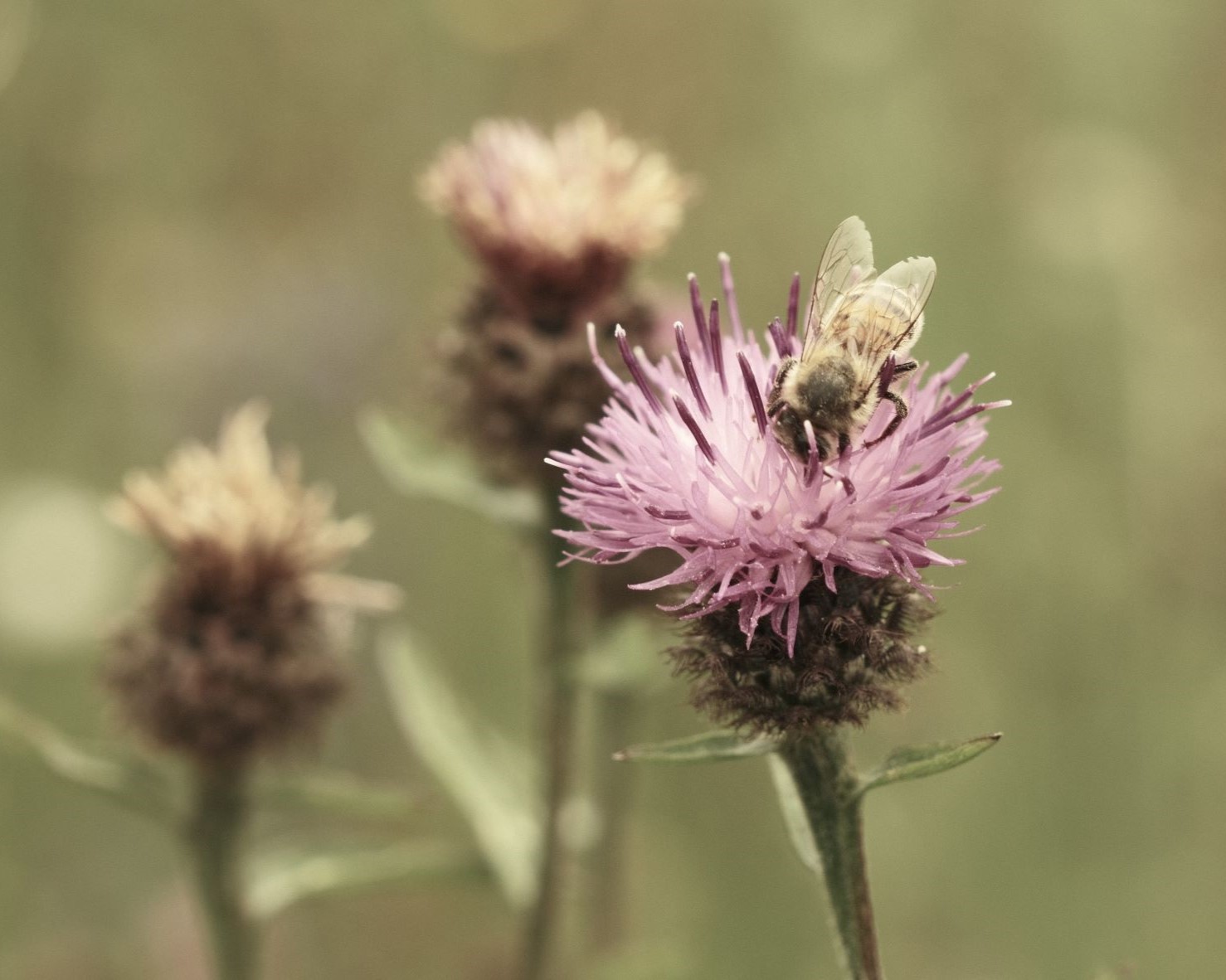 Summer Bleach film recipe for Faded Warmth