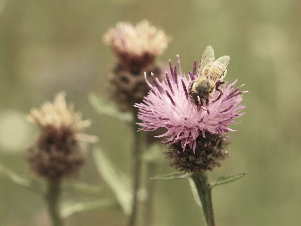 Summer Bleach film recipe for Faded&nbsp;Warmth