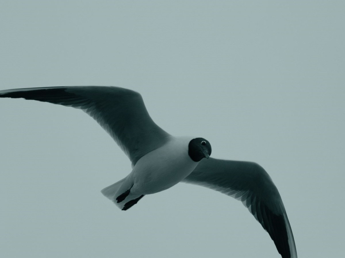 Cyanotype for a Toned Mono&nbsp;Style