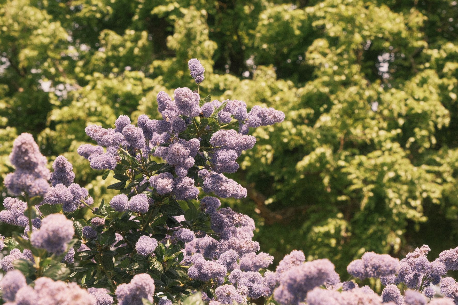 Summer of 76 film recipe sample photo
