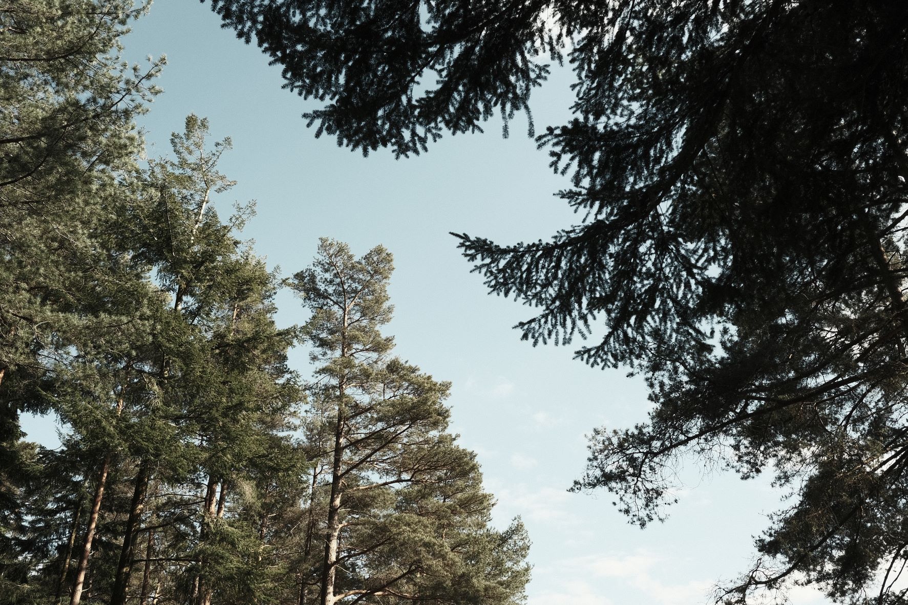 Blanko Bleach film recipe sample photo