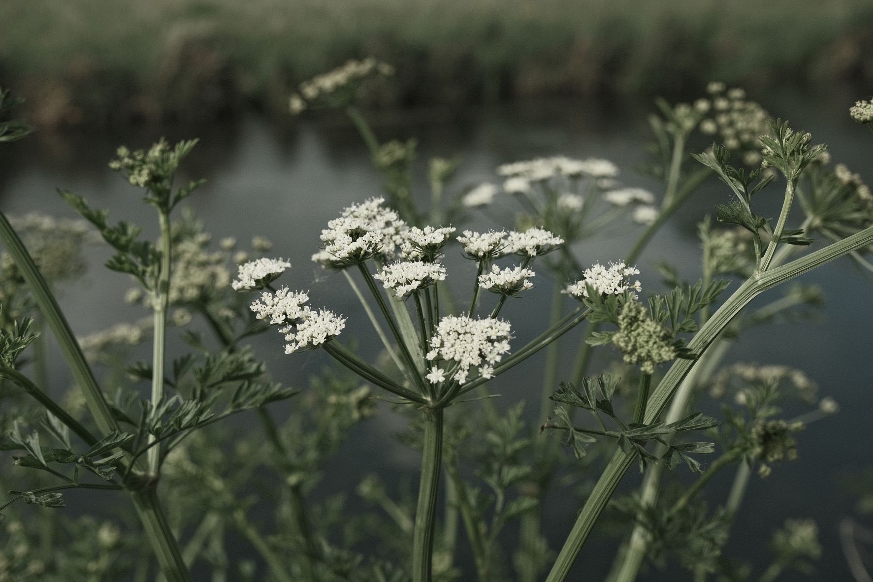 Wildwood Deep film recipe sample photo