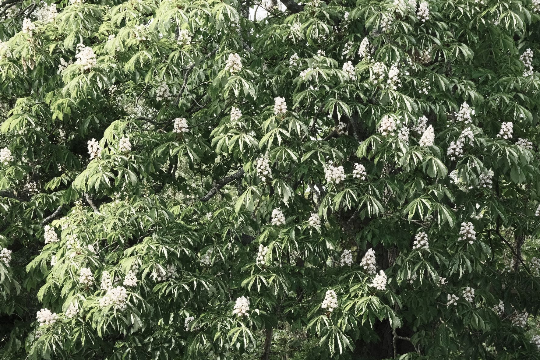 Blanko Bleach film recipe sample photo