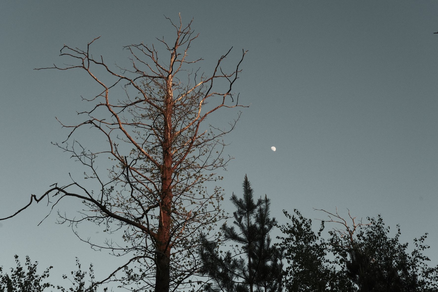 Blanko Bleach film recipe sample photo