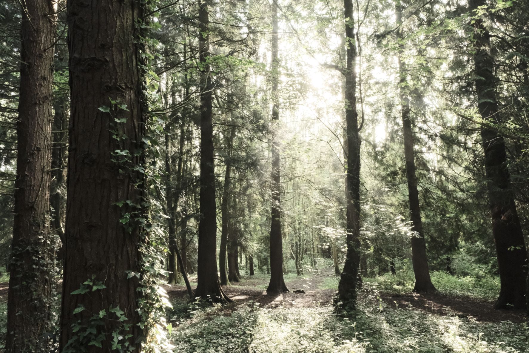Cinematic Cool film recipe sample photo