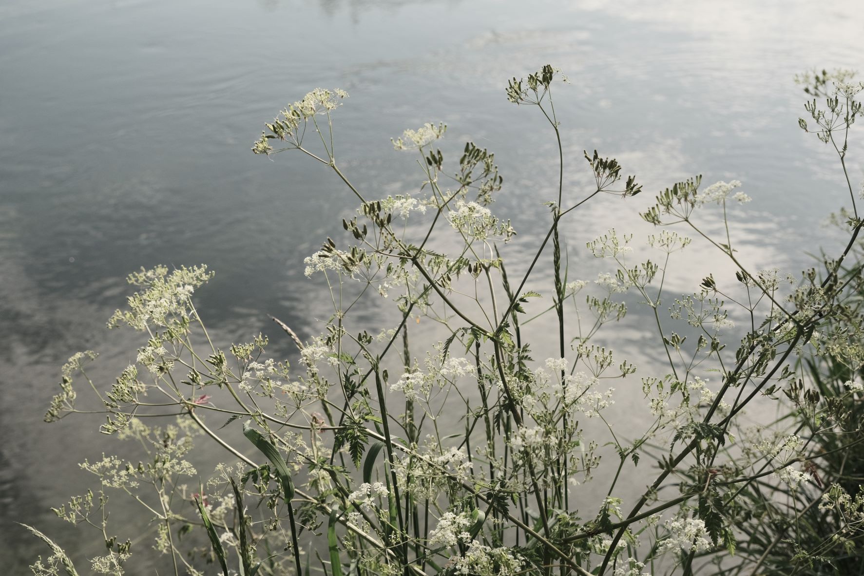 Cinematic Cool film recipe sample photo