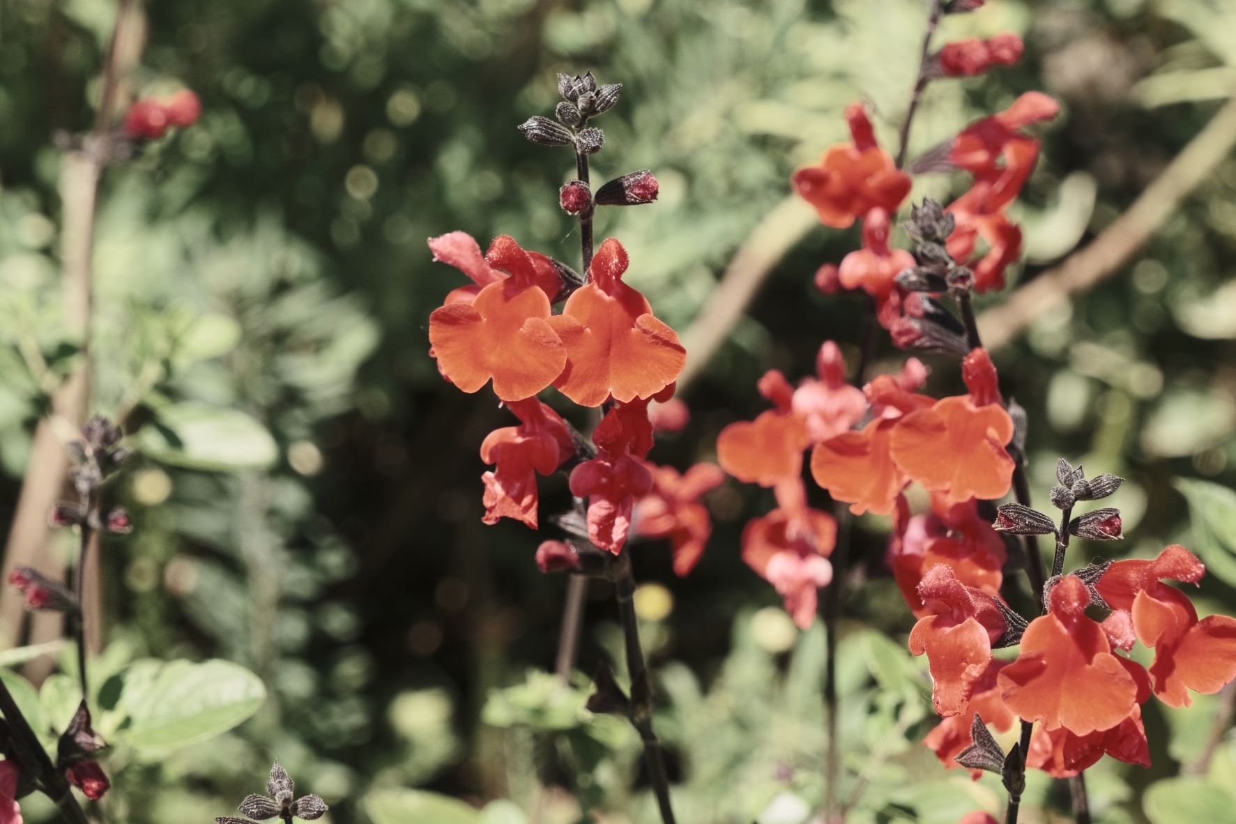 Cinematic Cool film recipe sample photo