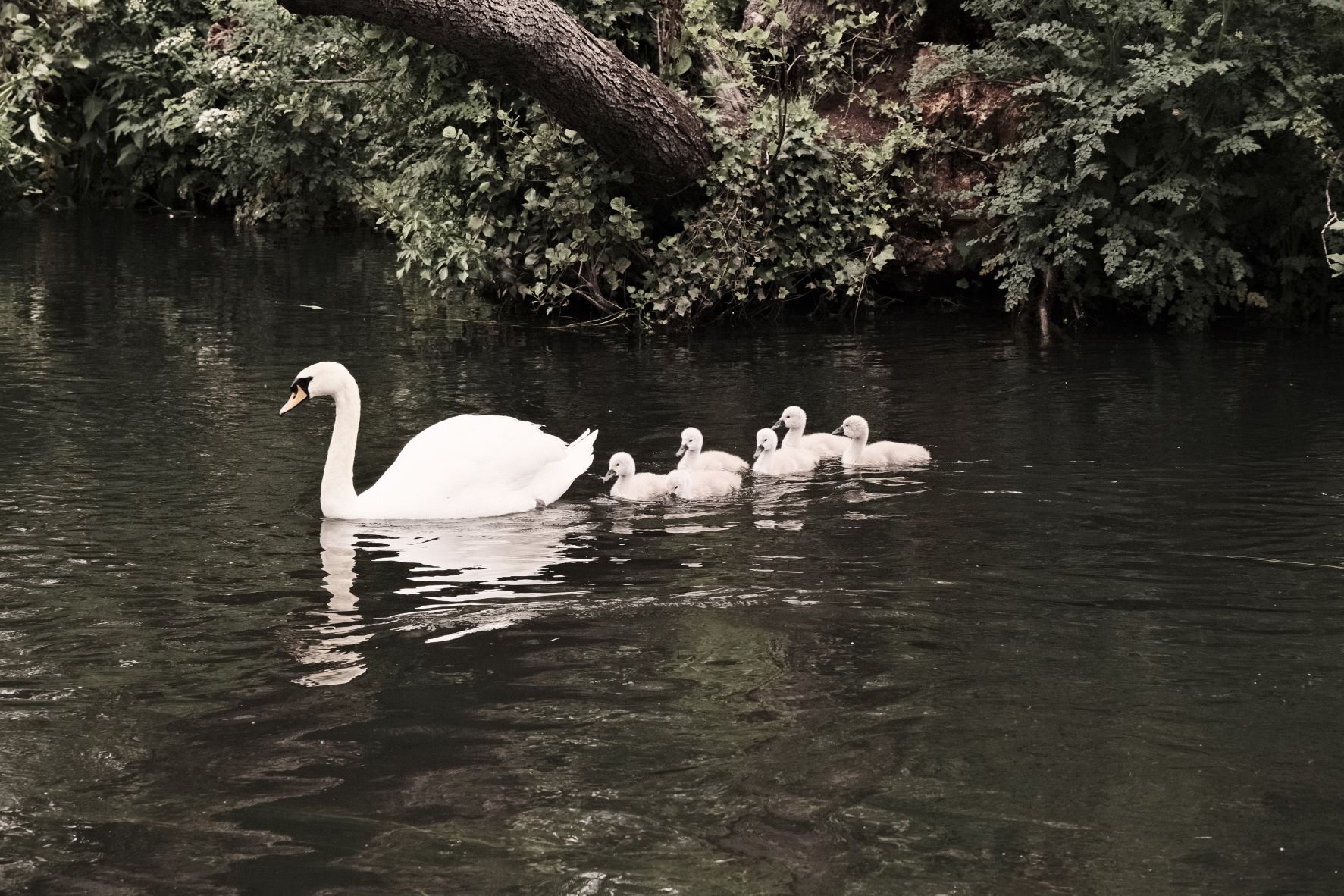 Squid Ink film recipe sample photo
