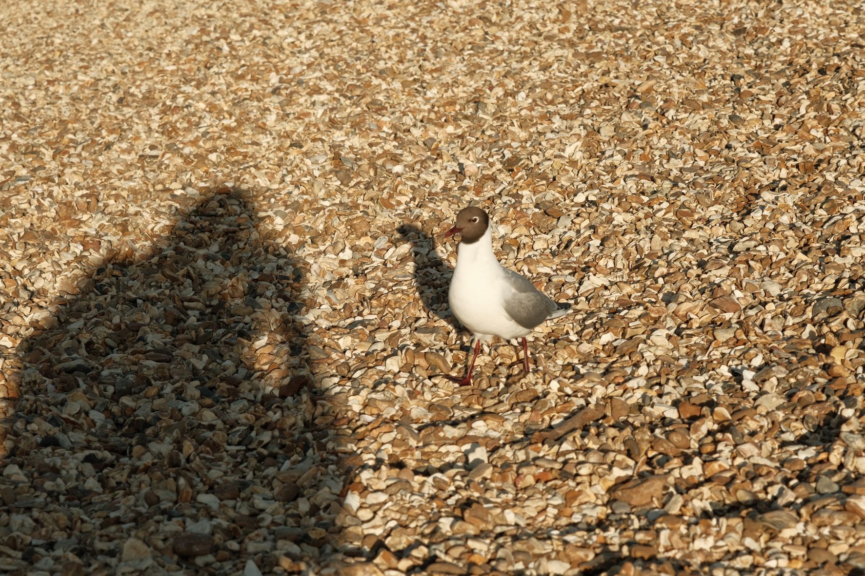 Kodak Portra film recipe sample photo