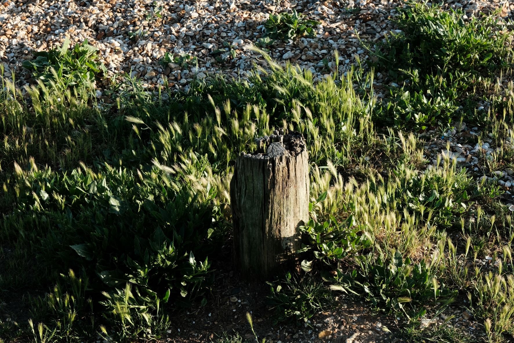 Kodak Ektar film recipe sample photo