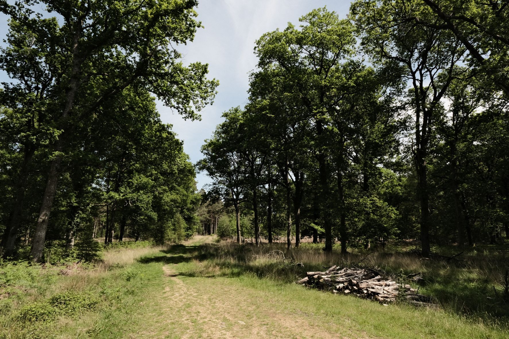 Nostalgic Standard film recipe sample photo