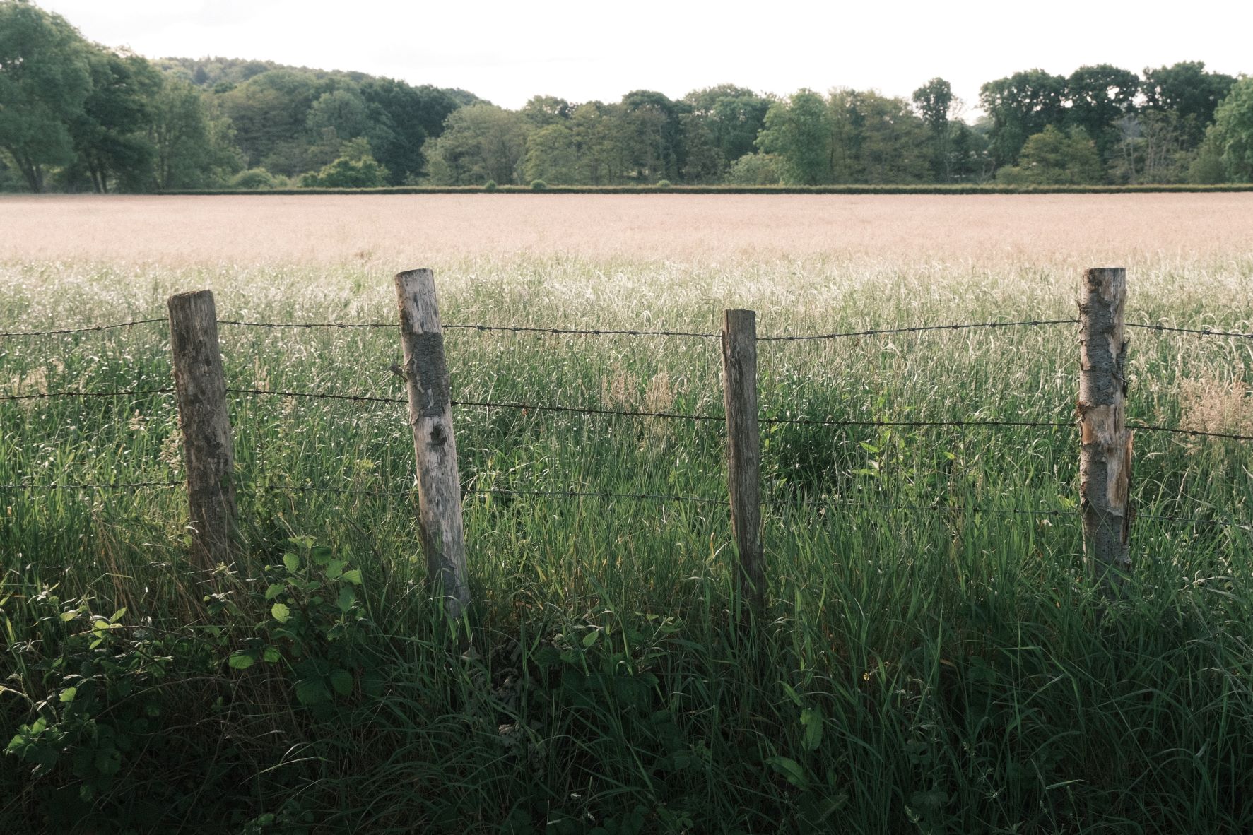 Mother Superia film recipe sample photo