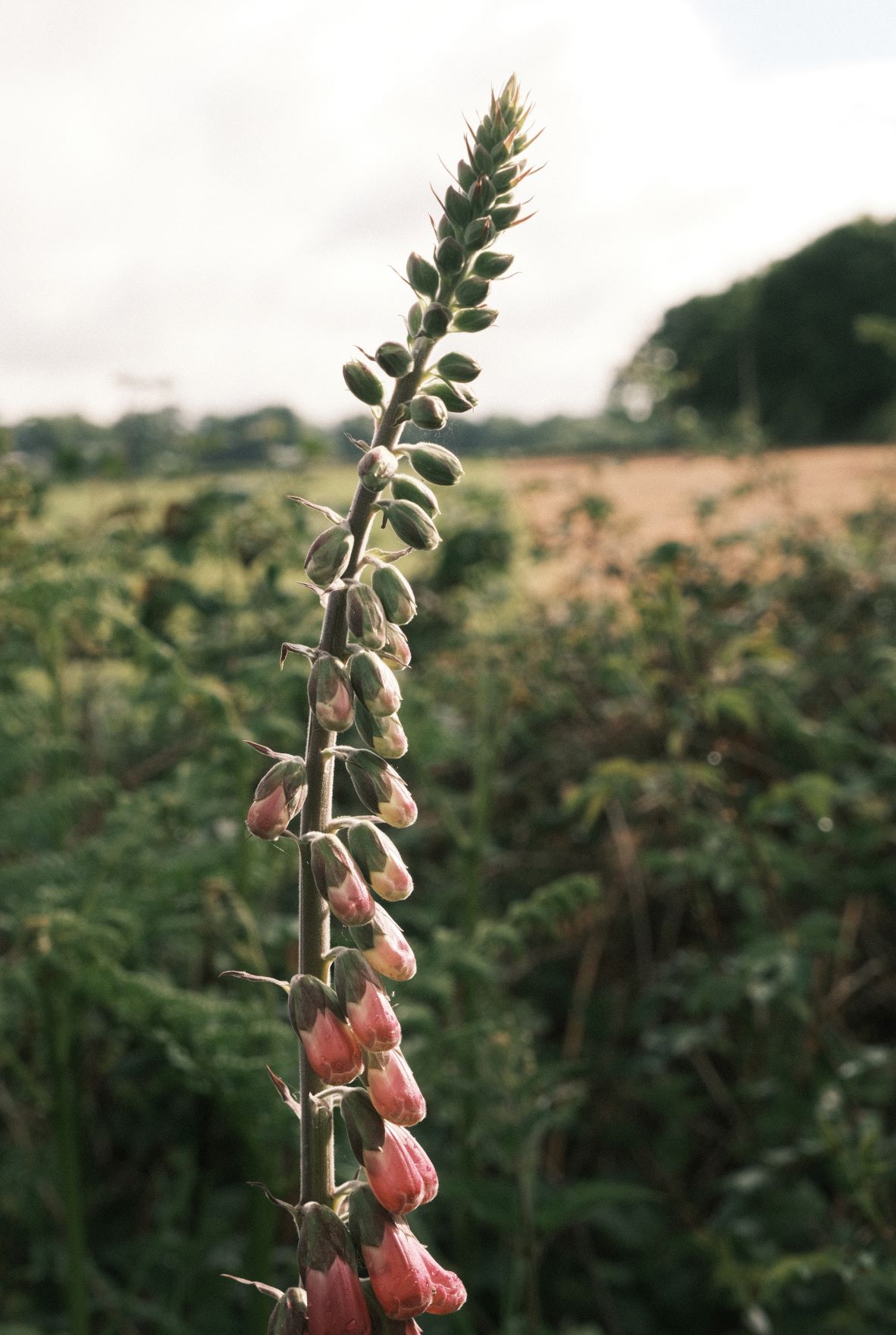 Mother Superia film recipe sample photo