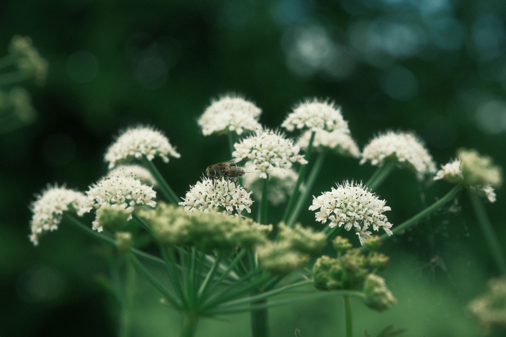 Fujicolor Natura film recipe sample photo