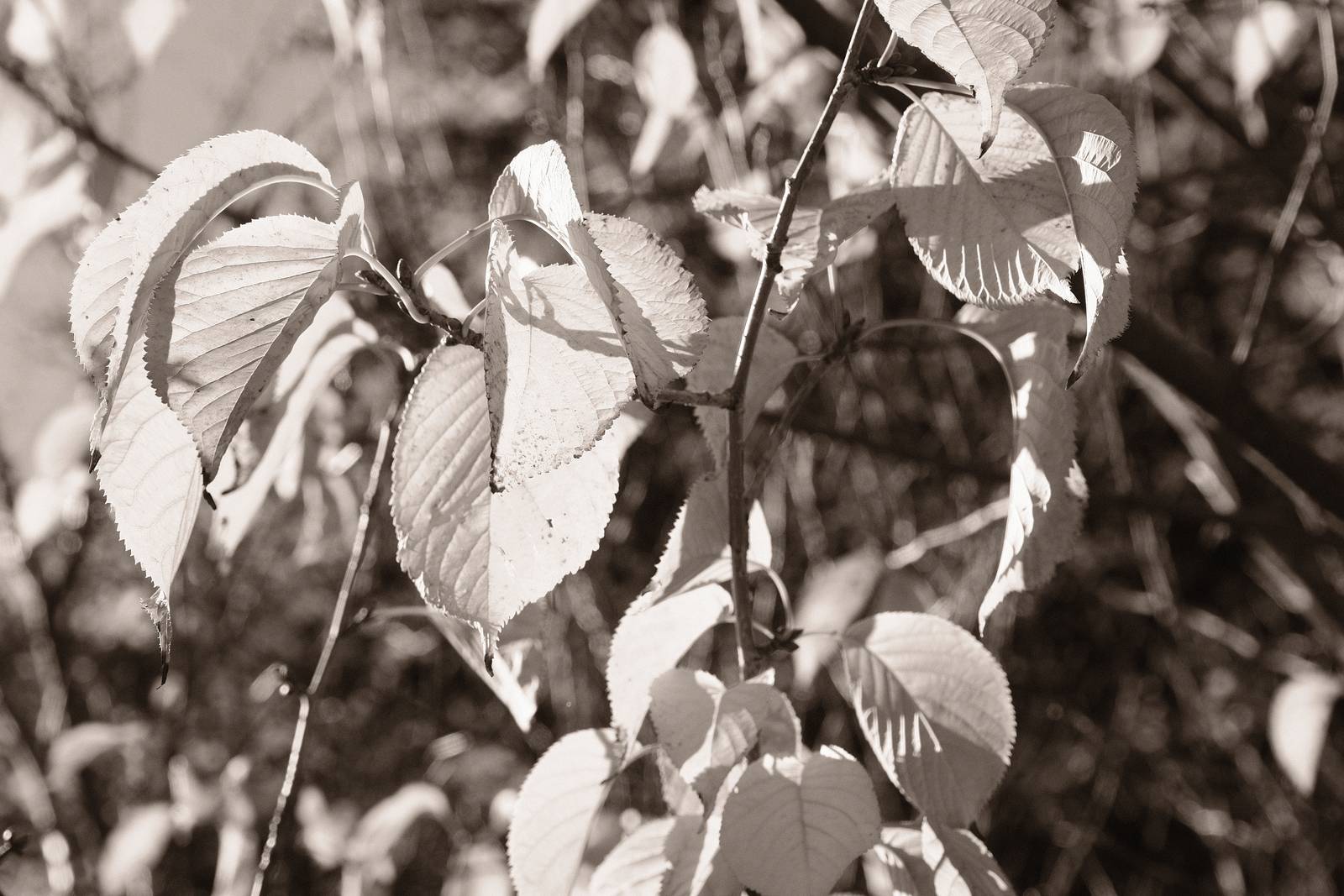 Chocolate Mono film recipe sample photo