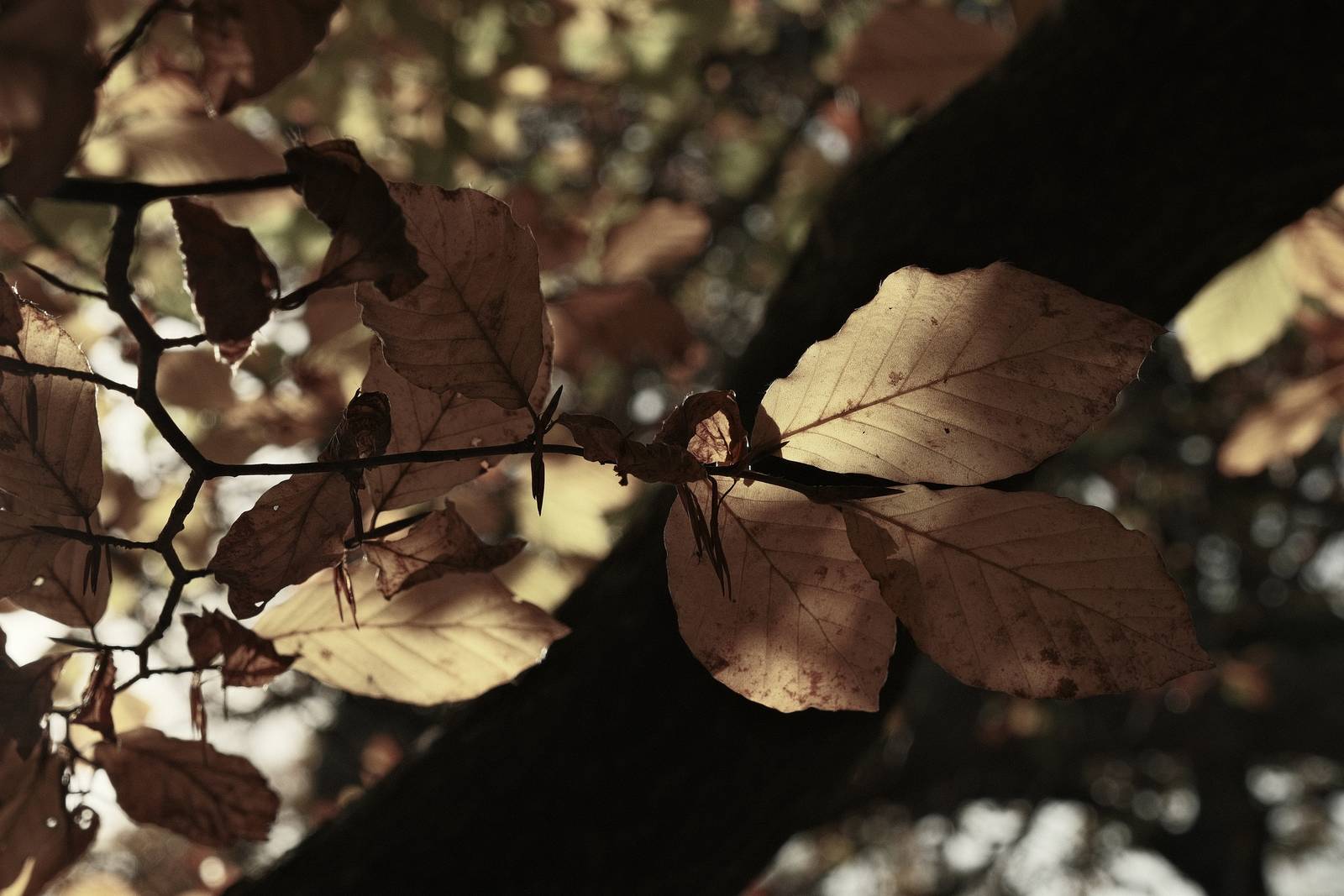 Wildwood Deep film recipe sample photo
