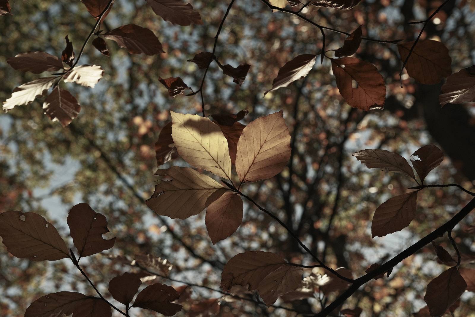 Wildwood Deep film recipe sample photo