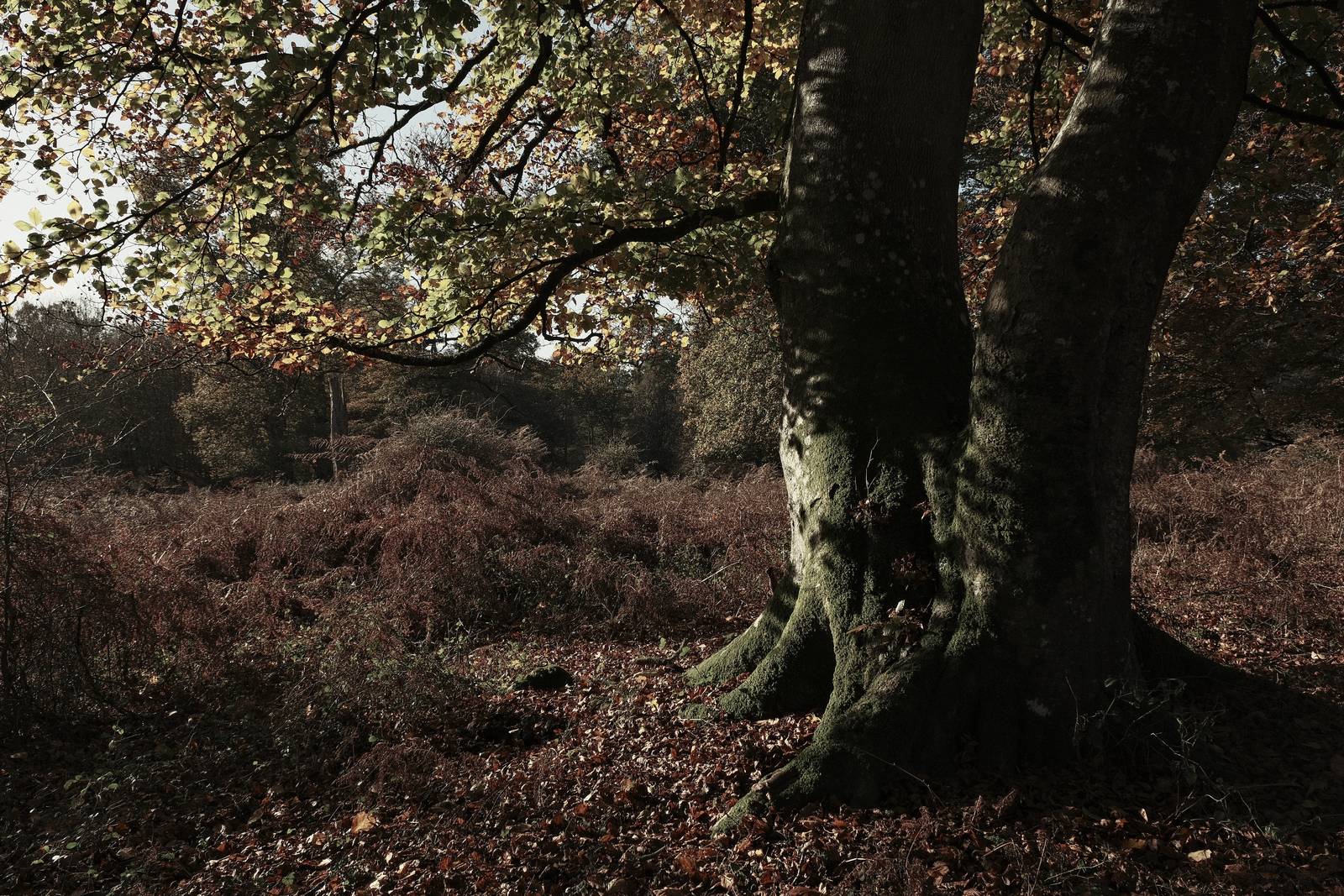 Wildwood Deep film recipe sample photo