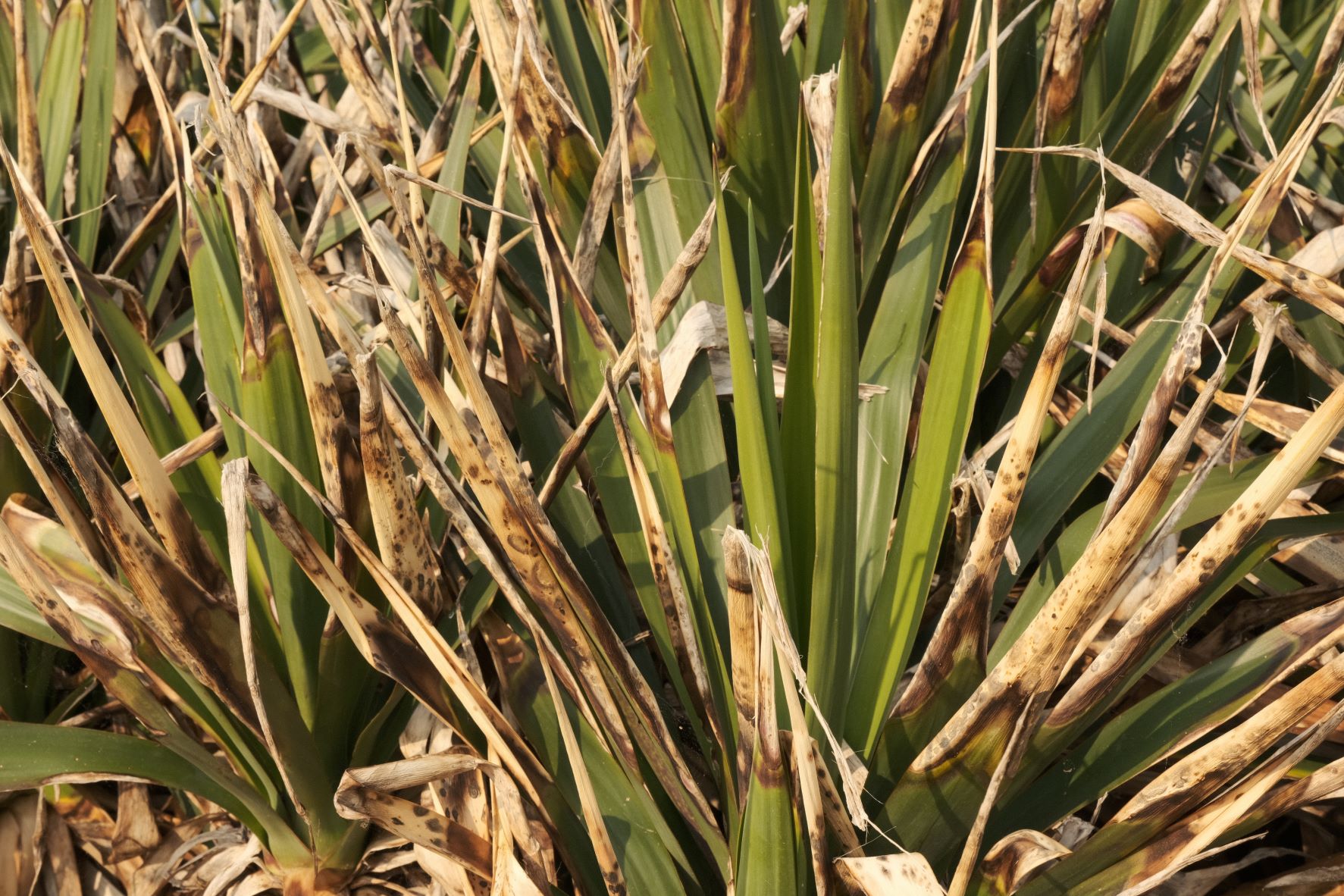 Eterna Nostalgia film recipe sample photo