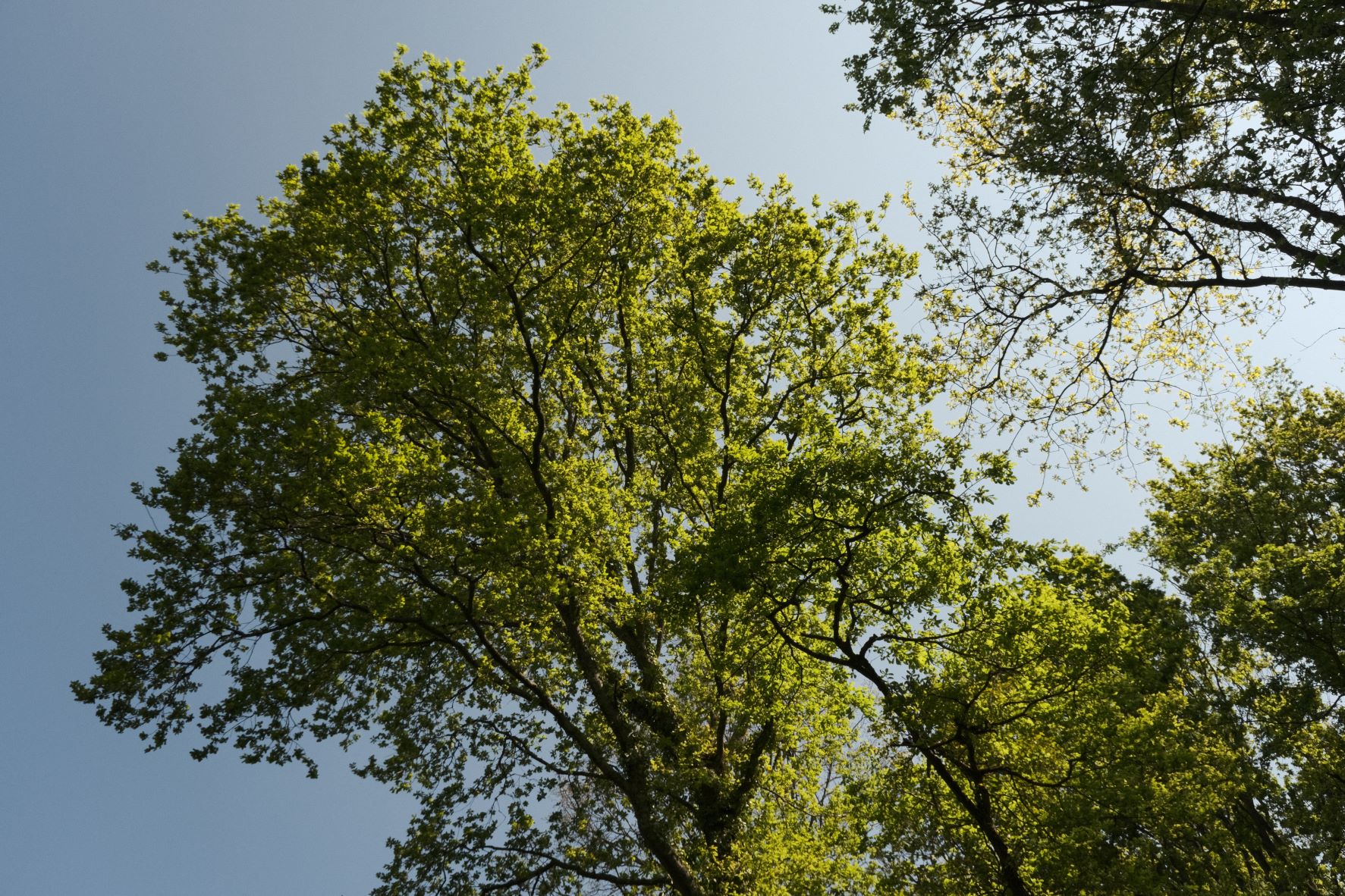 Eterna Nostalgia film recipe sample photo