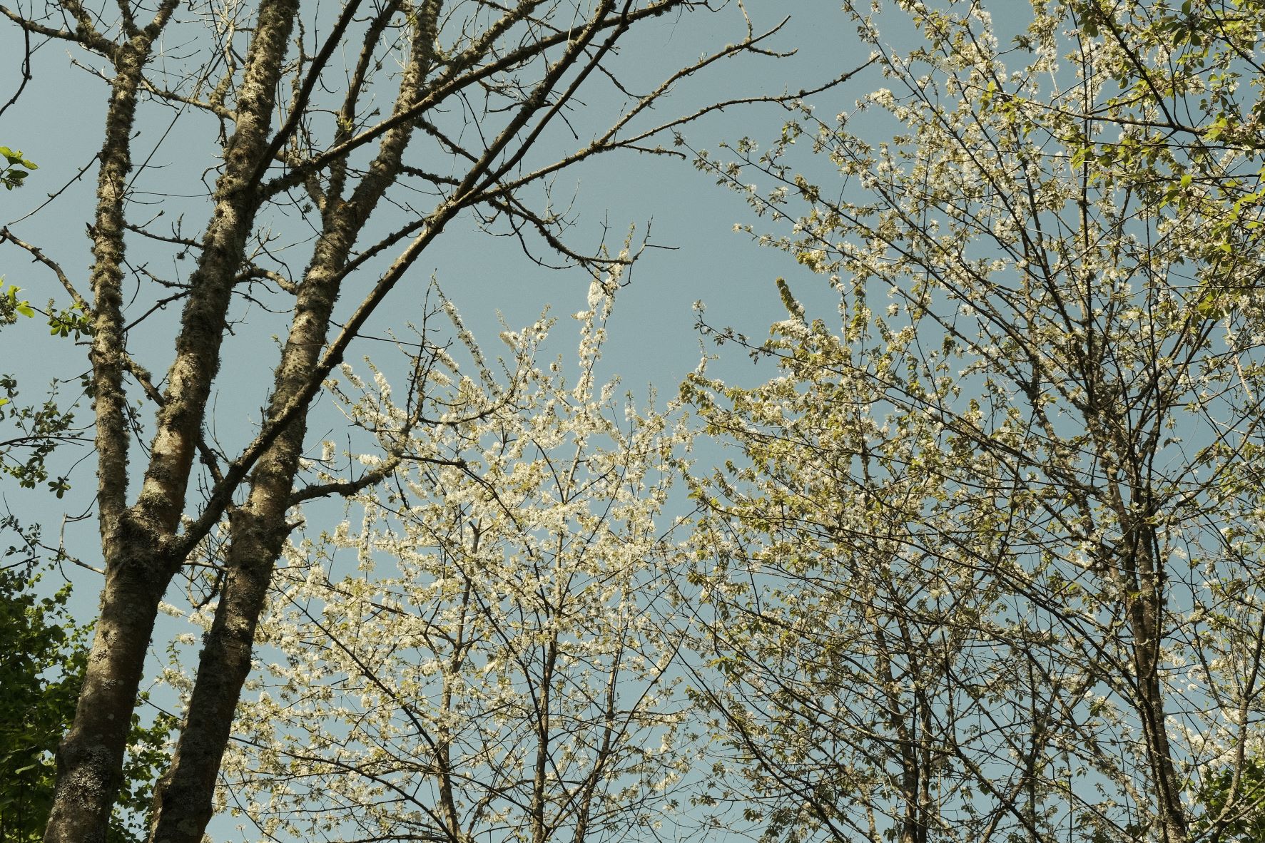 Kodak Aero Lomo film recipe sample photo