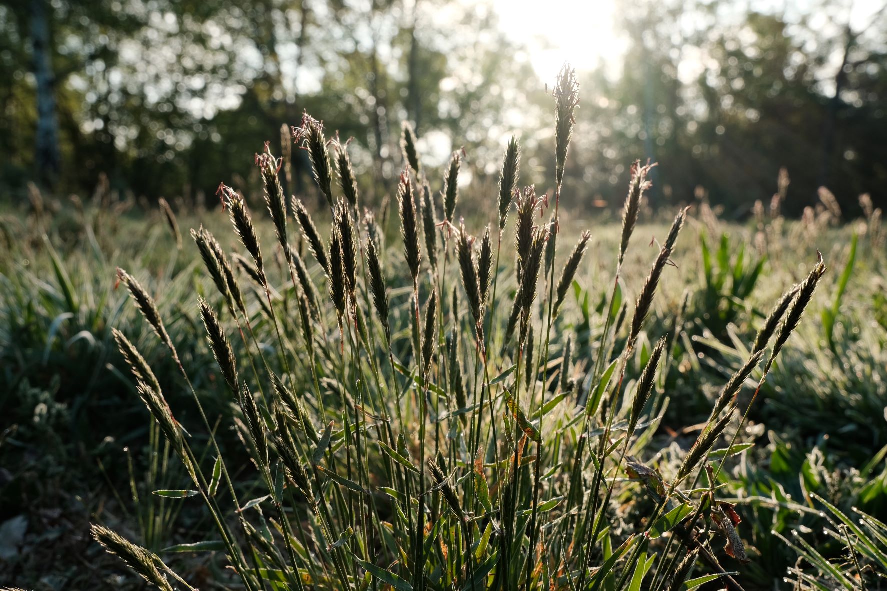 Kodachrome Classic film recipe sample photo