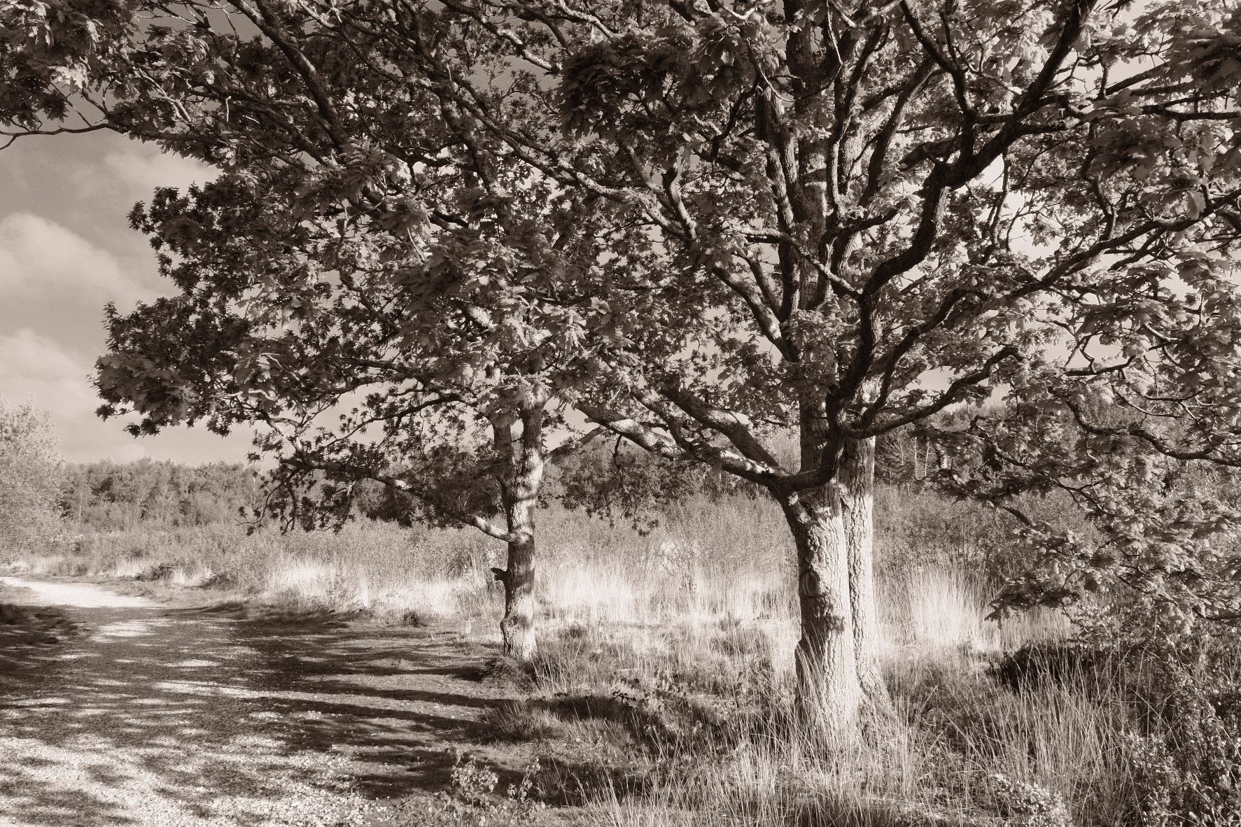 Chocolate Mono film recipe sample photo