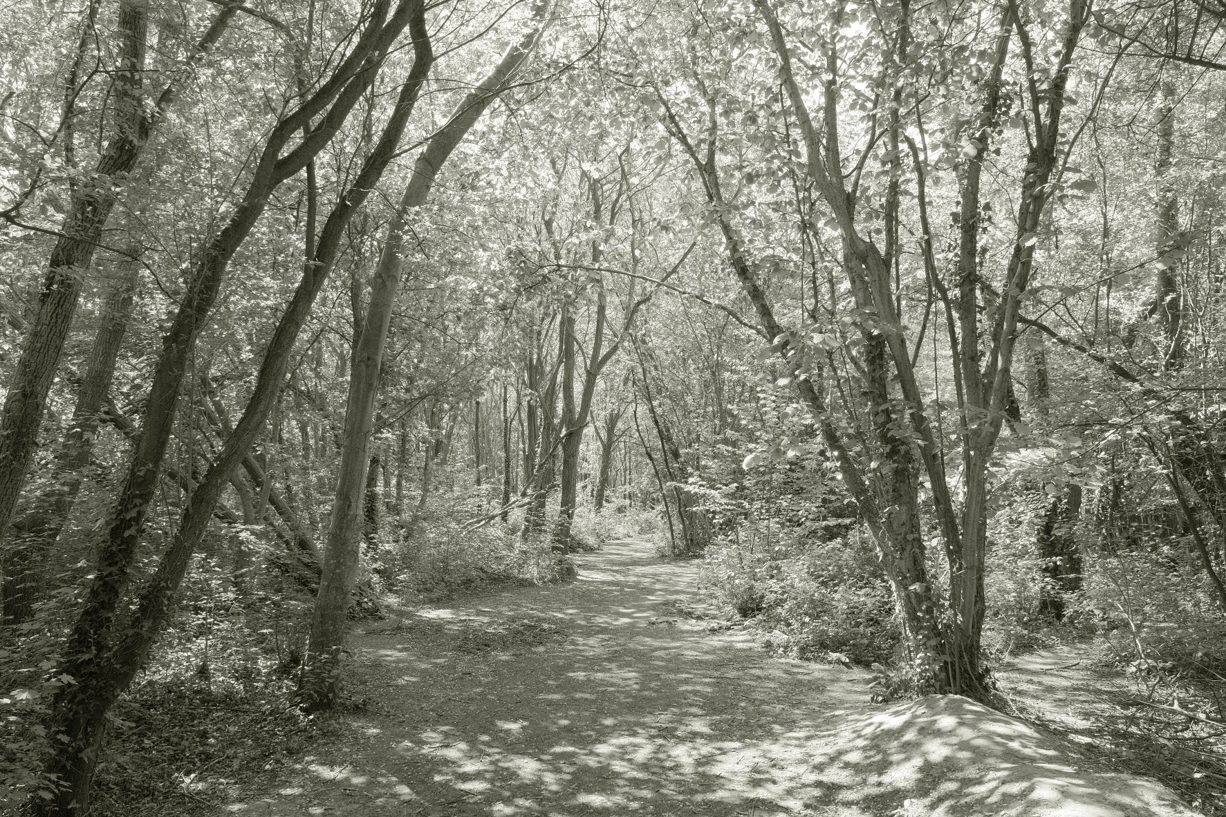 Liminal Mono film recipe sample photo