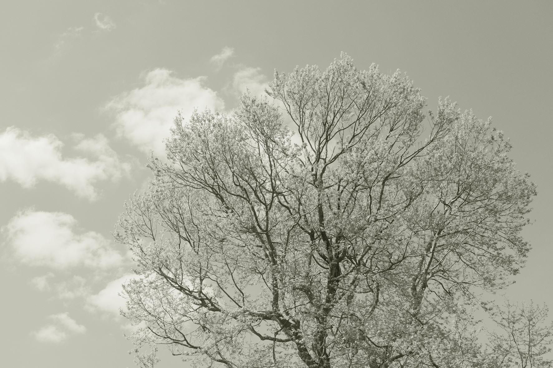 Liminal Mono film recipe sample photo