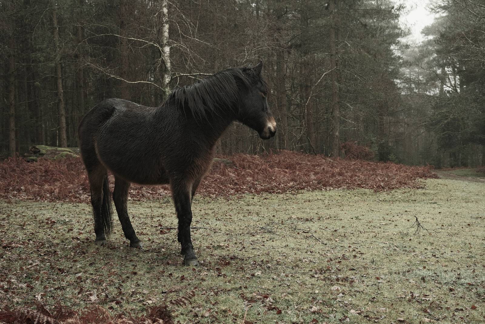 Wildwood Deep film recipe sample photo