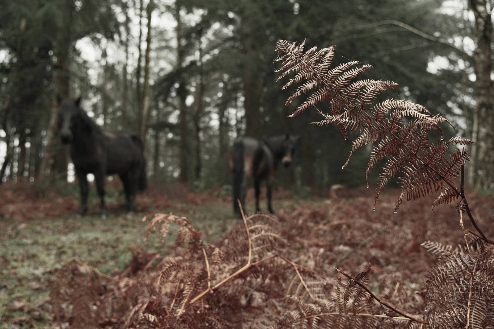 Wildwood Deep film recipe sample photo