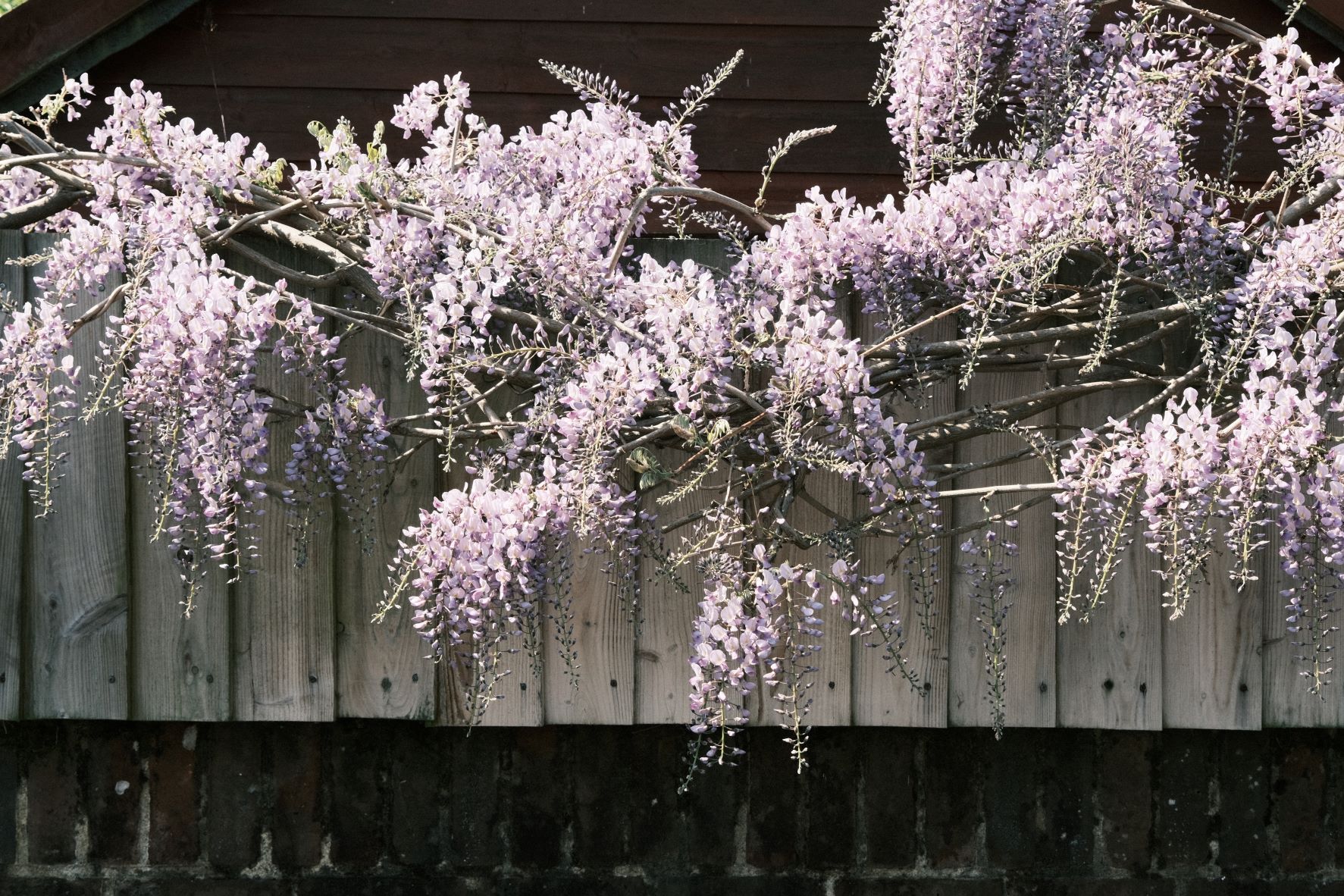 Fujicolor Classic film recipe sample photo