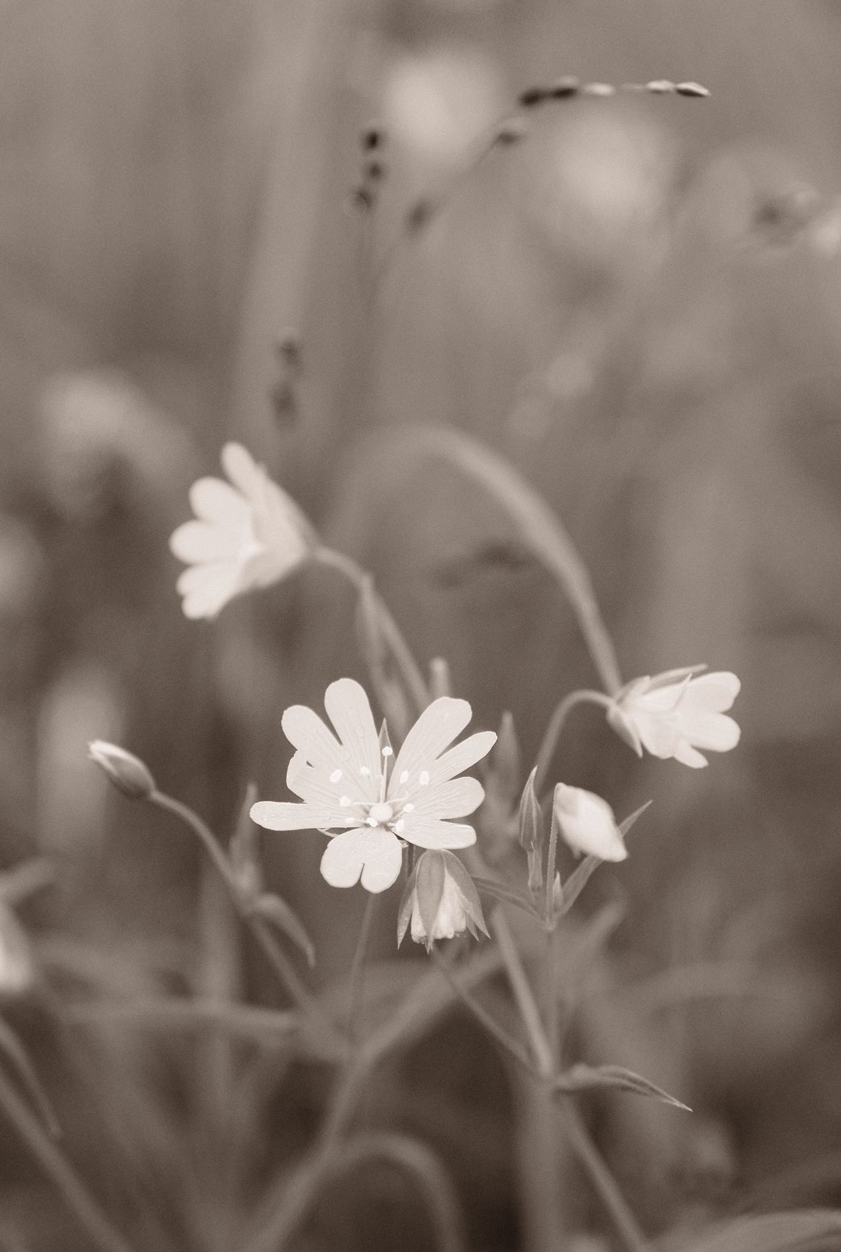 Chocolate Mono film recipe sample photo