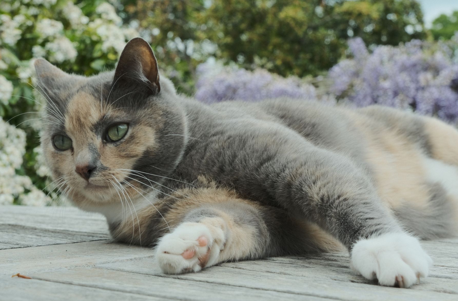 Cinematone film recipe sample photo