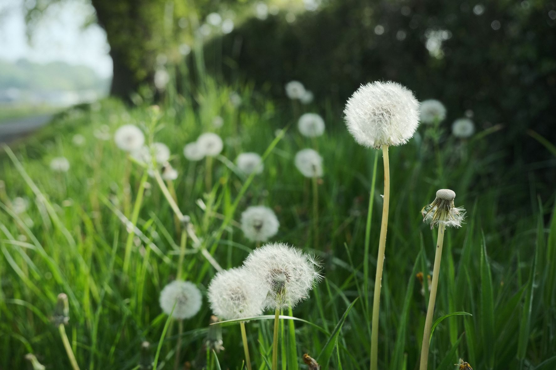 Cinematone film recipe sample photo